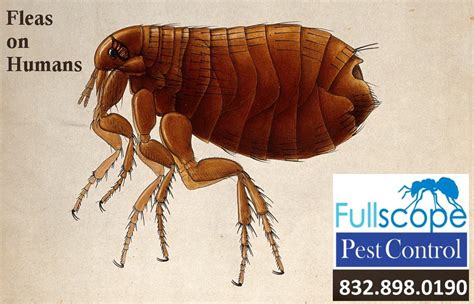 can fleas live off humans.